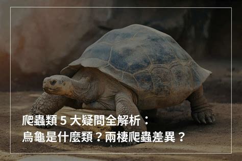 烏龜有雞雞嗎|爬蟲類 5 大疑問全解析：烏龜是什麼類？兩棲爬蟲差異？